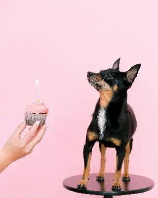 Birthday party photo album with guests sharing photos via QR code